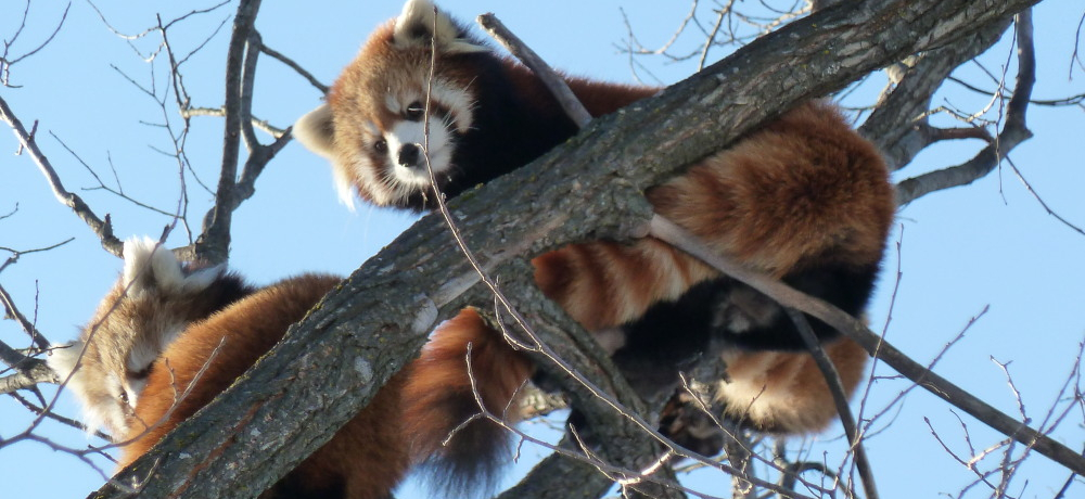 �~�����C�ȓ����B���҂��Ă���I��̋G�߂��y�����u�~�R�������v