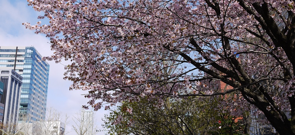 �D�y�s���S���ł��Ԍ������悤�I���A�ԍ炭�t�́u��ʌ����v