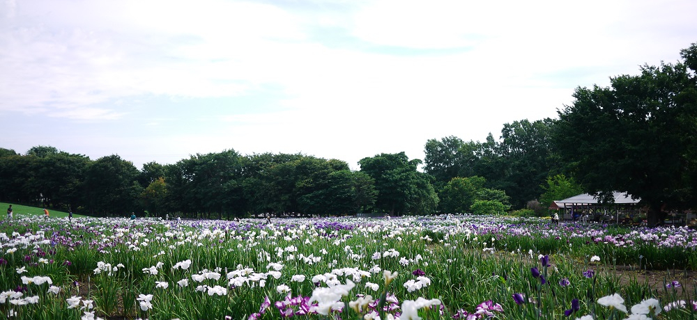 10�����̉ԏҊ��Ɩk�C���𖞋i�I�D�y�u���h�w�� �ԏҊ����v