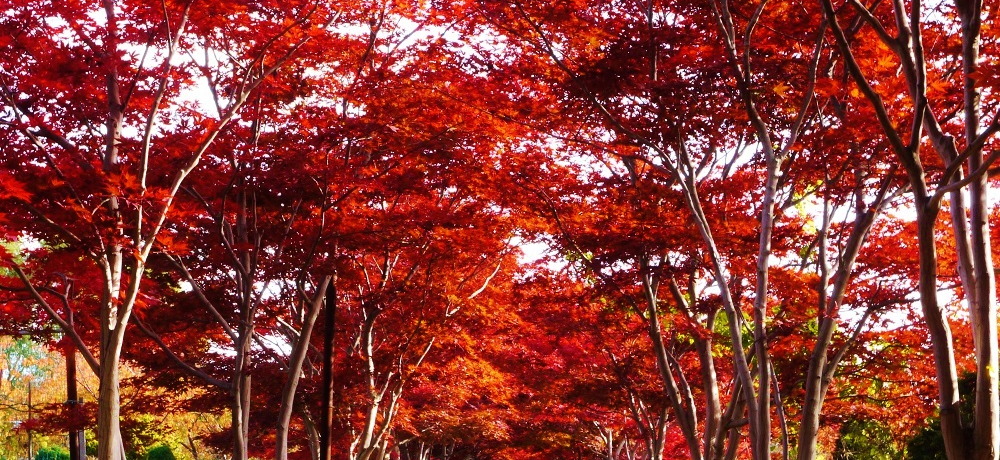 �^���Ԃȕ��ؓ������U����g�t�̎D�y�s�u�������|�Z���^�[�v