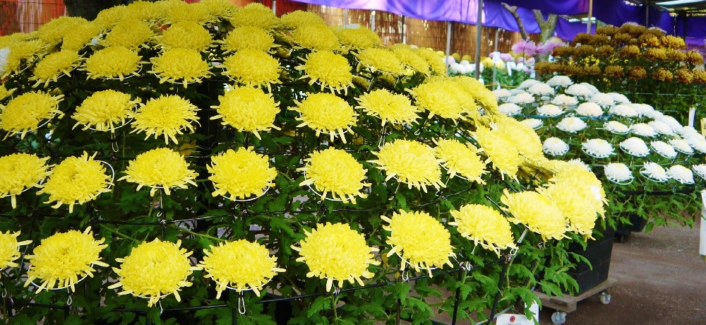 �g�t�̊쑽�@�ŏH�̓`���s���u���]�ː�z�e�܂�v���ӏ�