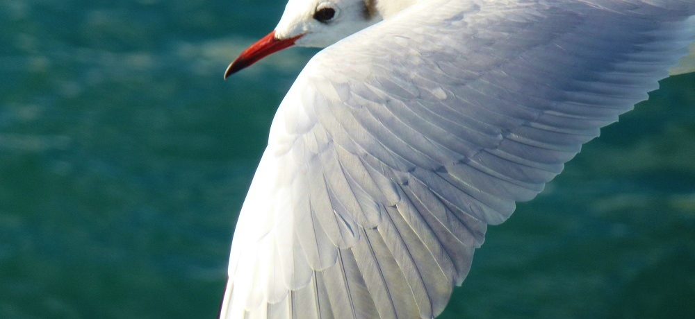 �x�m�R�̐�i�ƃ����J���������~�́u�����`���x�C�N���[�Y�v