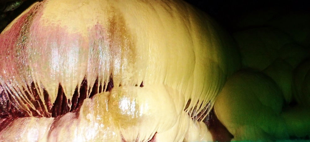 _̐EI{Óuۗǐߓ(pvLz[)v