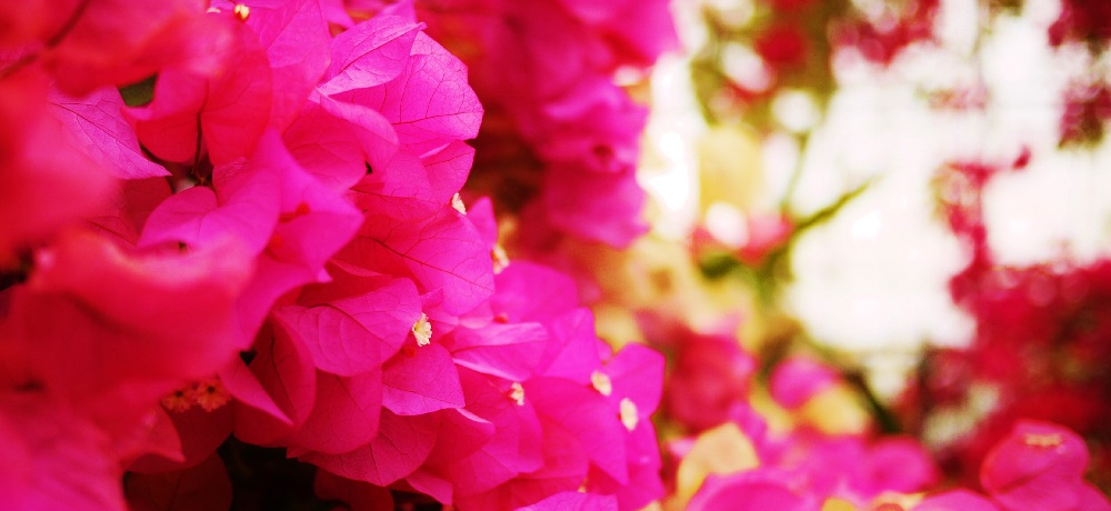 u[QrAό_u[gsAt@[{Óv