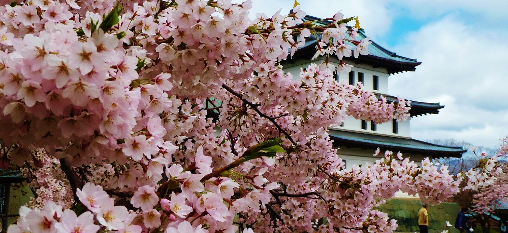 ࣖIkCuO/Ovɍ炭250ꖜ{̍!!