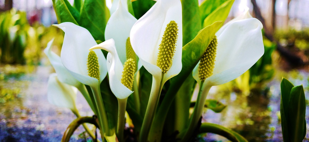 �Z��X�ɍL���鎩�R�̕�ɁI���m�ԍ炭�t�̎D�y�s�u���u�Βn�v