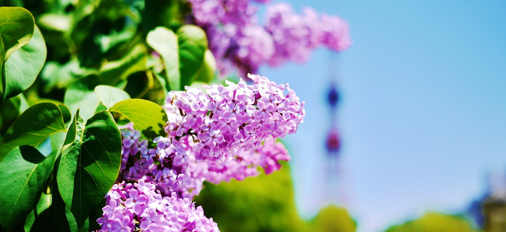 ԂƃCIʌuۂ냉CbN܂v֍s