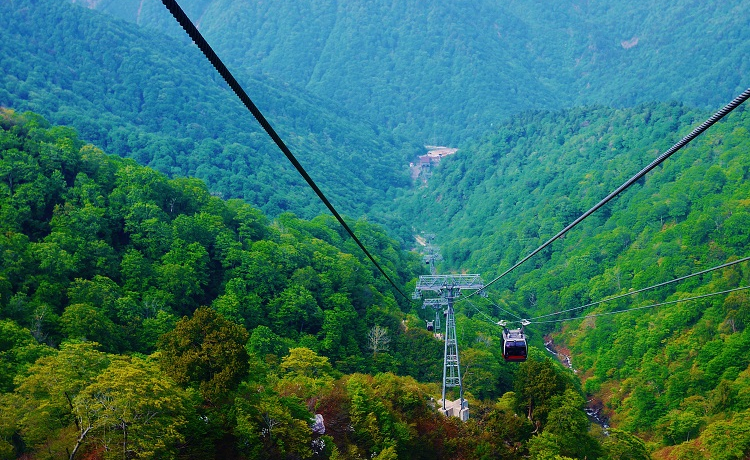 �c��ƐV�΂̑厩�R���I���Ă̌Q�n���u�J��x���[�v�E�F�C�v