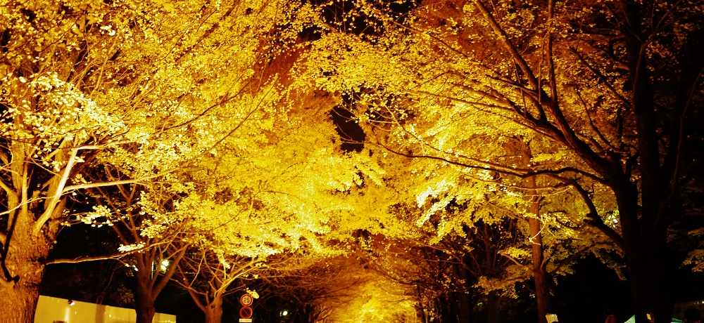 �k�C����w�C�`���E���؃��C�g�A�b�v�I�����ɋP���k����t��