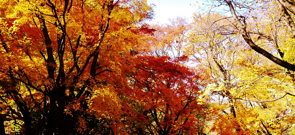 k̍gtGɊIH̎Dysu~RvU