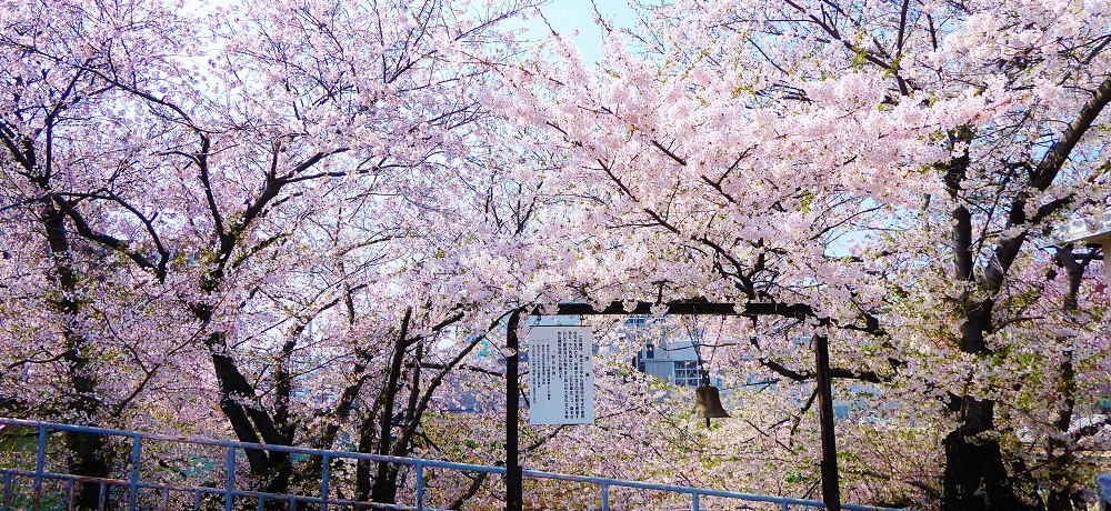 �z�[���ł͍������o�}���I�s���N�ɐ��܂�t��JR�쏬�M�w