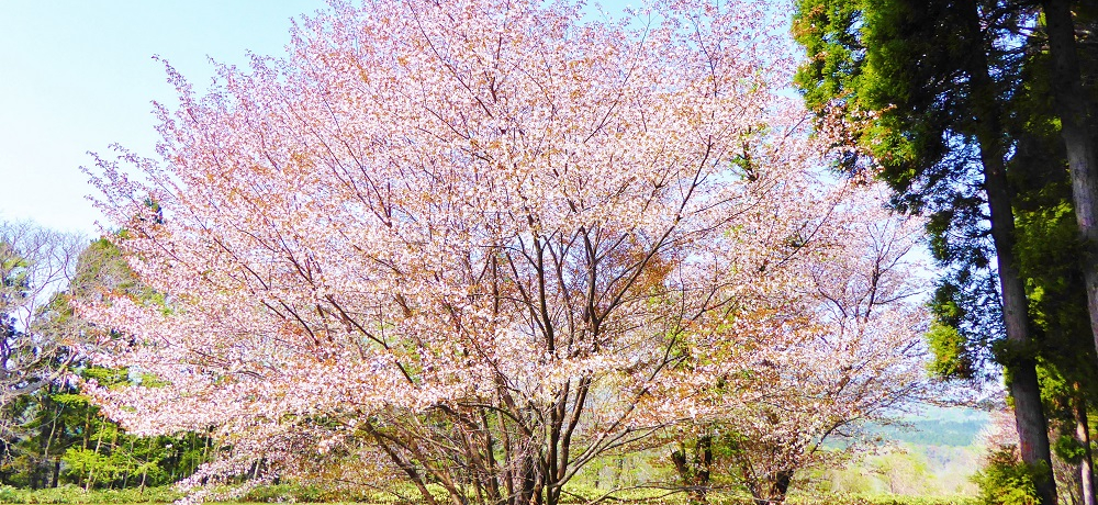 j̕IkCklsuOˌːؒnwՁv