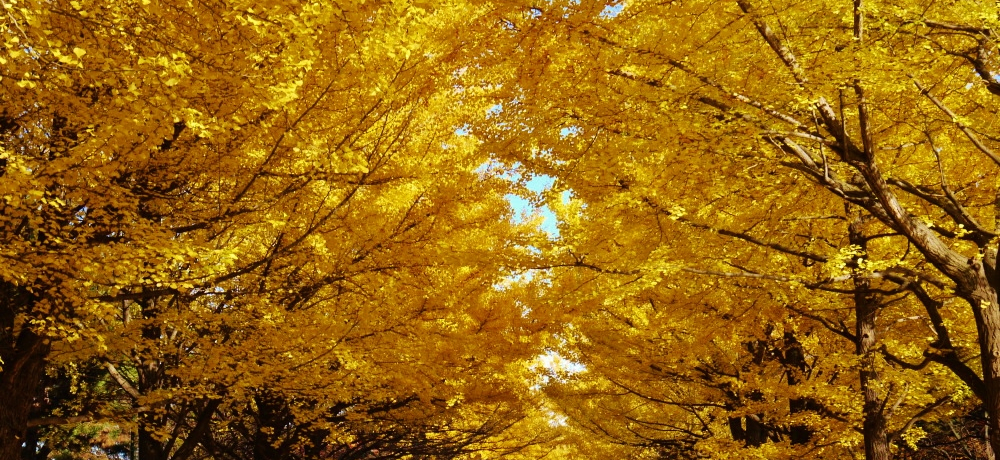 �H����A�����������̃g���l���I�u�k�C����w�C�`���E���؁v