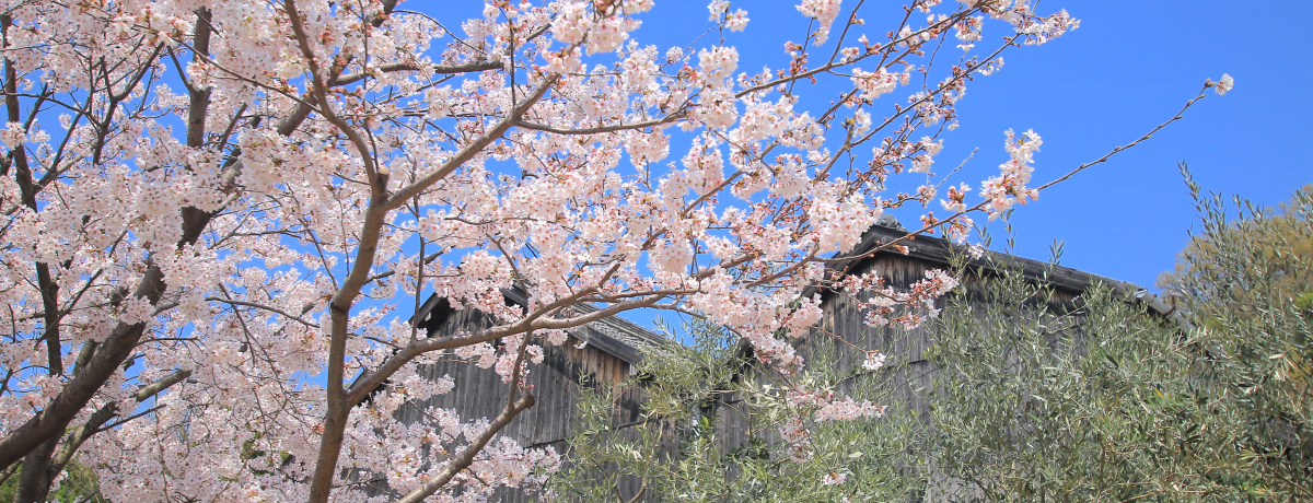 ƃI[űIFʂɕ܂鏬̏t