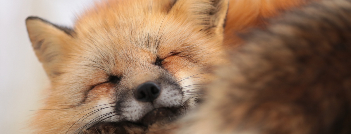 ~̓kI{uLclvŉLclɖ悤