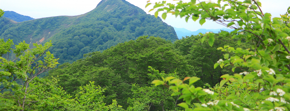 Z̃}b^[zI򕌌EǕ́uRvioR