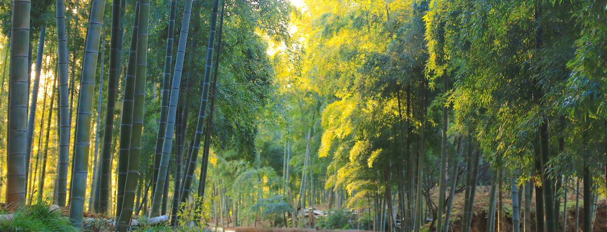 fB[vȋsɐGIPu|̏avŖ̒|юU