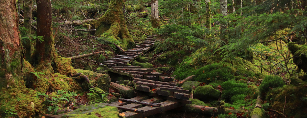 ۂ̃_[hIurvł̂̂P̐Eɏo