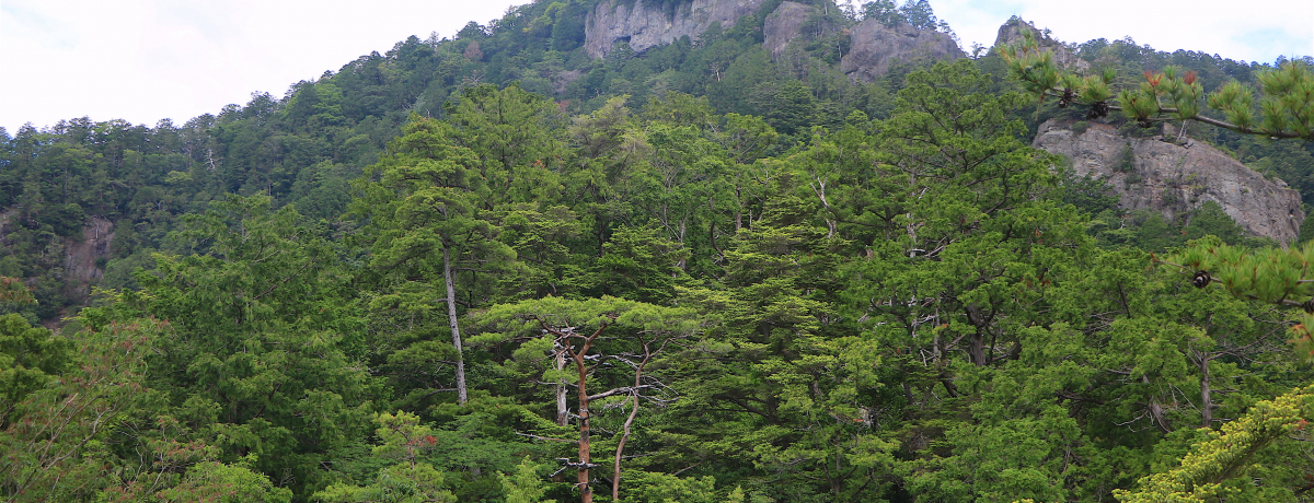 m̌FÓ!?V̎RxuPRvoRKCh