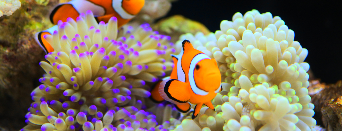 �v�킸���ɂȂ�I���E�C�V�ق̂��킢���C�̐���������