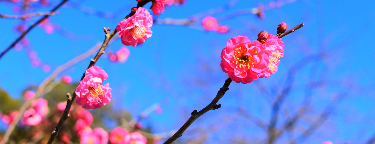 tɂ͉炵~̉ԁIjuc隬v