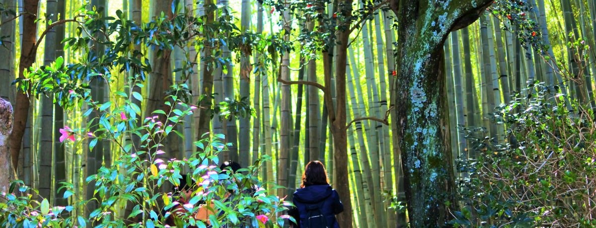 �Ȃ�Ĕ������|�сI�Ós���q�u�񍑎��v�Řl�ю�т̐��E�������悤