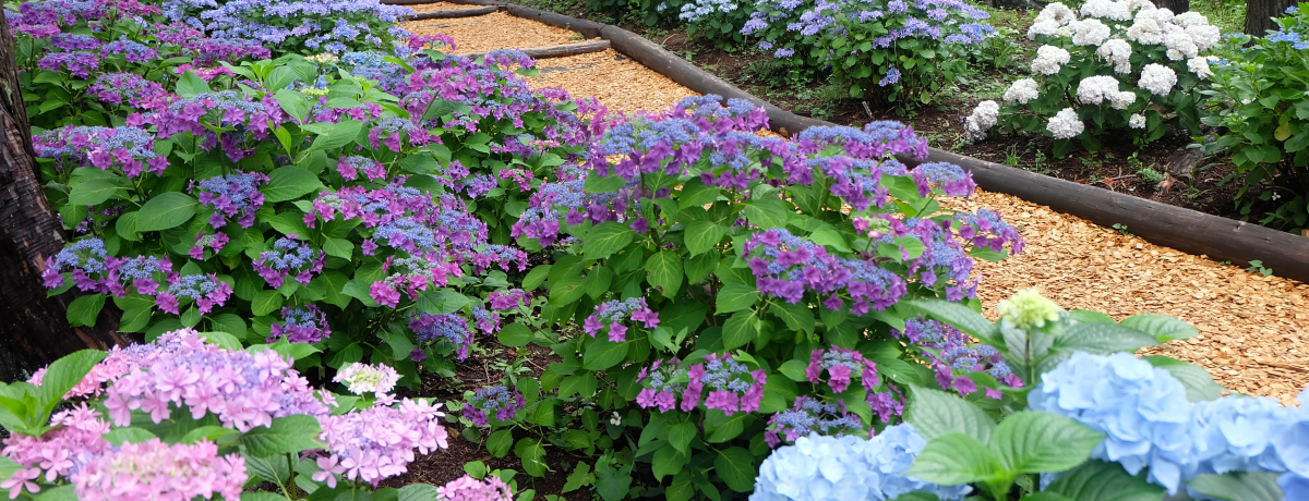 ÉEOXJCEH[NuՁvgOu[h