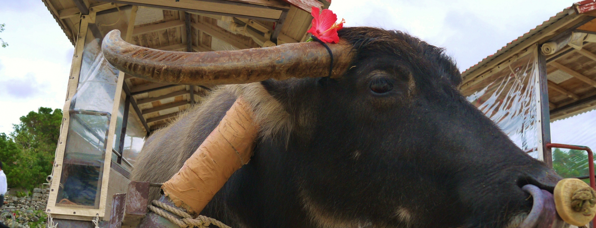 Ί_痣ւfnIRԂŖił|xόv