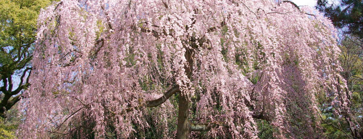 ANZXǍDIs䉑̎}͂܂ŃsÑV[IRH