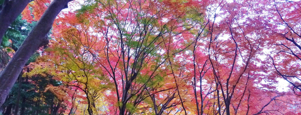 ̃CgAbvIgtɐ܂g݂̏ah