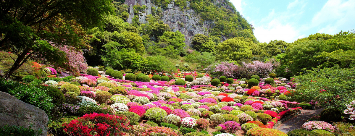 ��20���{�̂��̌Q�����ʂ� ���Y�̎�̑�뉀 ����E��D�R�y��