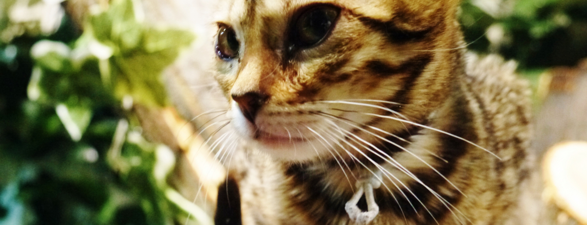 �u���s�Ђ傤�L�̐X�v�q���E���̃x���K���l�R�����Ƃ߂���߂�30��