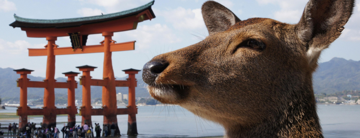 �u�L���ό����f���R�[�X1��2���v�͂��߂ĂȂ琣�˓��C�𒆐S�ɁI