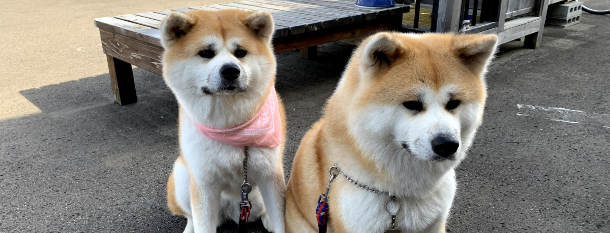 HcƂӂꂠʂȏhIَsuӂ邳킨񂹂vŖ