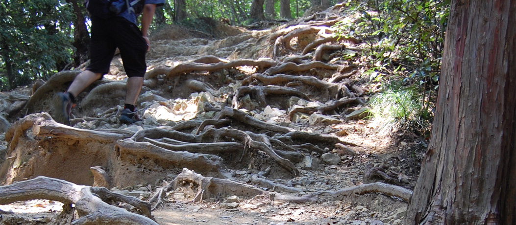 SƑ̂ZbgIR̓oRu׎RR[Xv