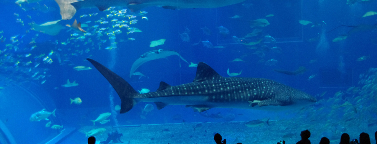 J̓OK􉫓  lCNo.1όX|bguCفv