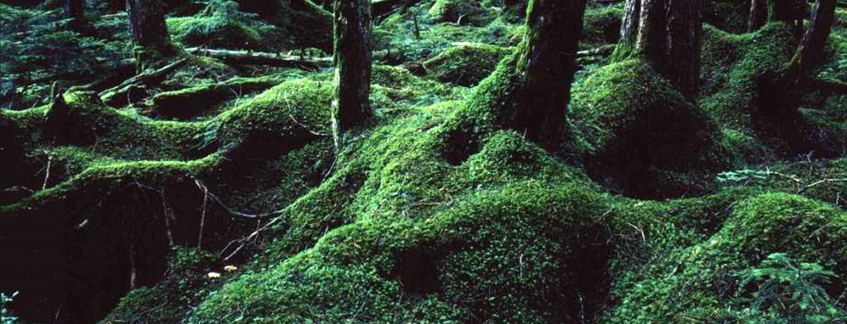 �܂�ŃW�u���̐��E�I����k�����x�E����r���Ӂu�ۂ̐X�v