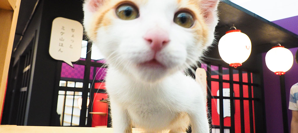 wI]ˎ̔LJtFu]˂˂vŖ₳悤