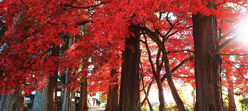 MB݂̔Iu~vSɋNȍgtgl