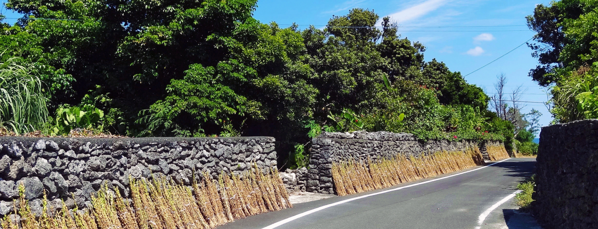 �Z�T�~�X�g���[�g�������E���B�������̔鋫�O������m��A�H�ׂ�