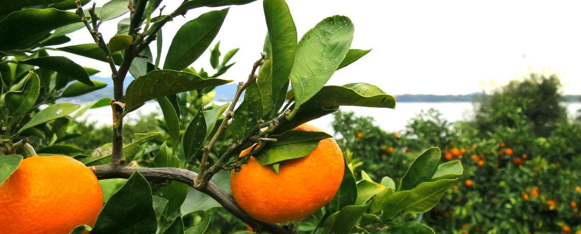 lΈ]u}EOR_vŎOP݂IăW[V[I