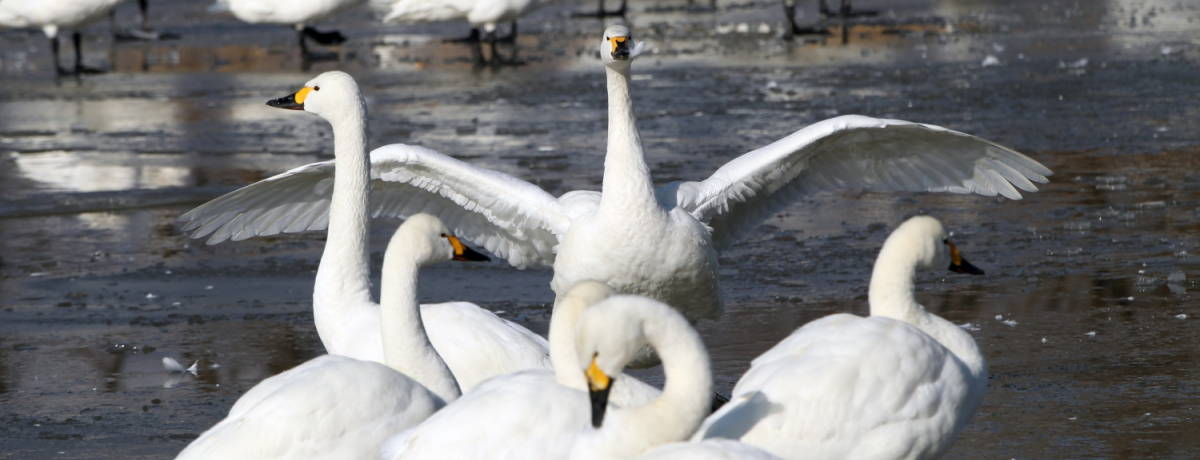 �~�̈��ܖ�ό��̃n�C���C�g�I�����̒r�E���c�V���r�Ŕ����ώ@�I