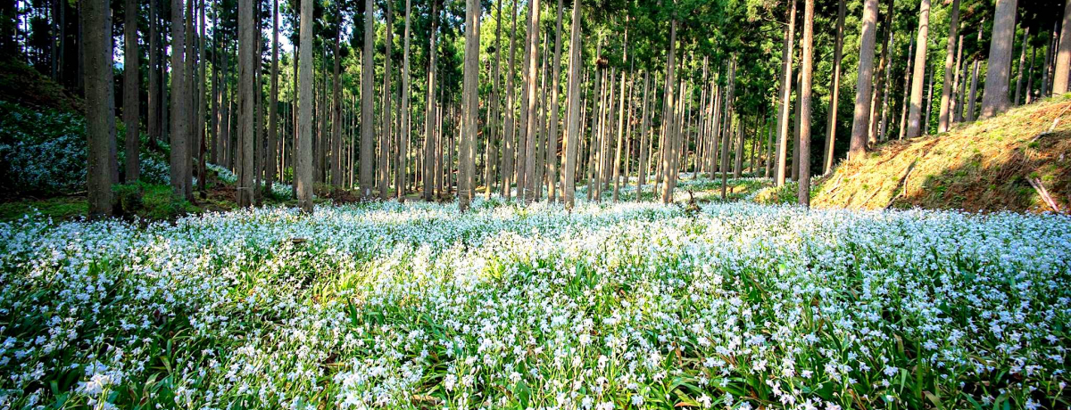 s̐_IȐXRIsNRgbLOŖ̏q