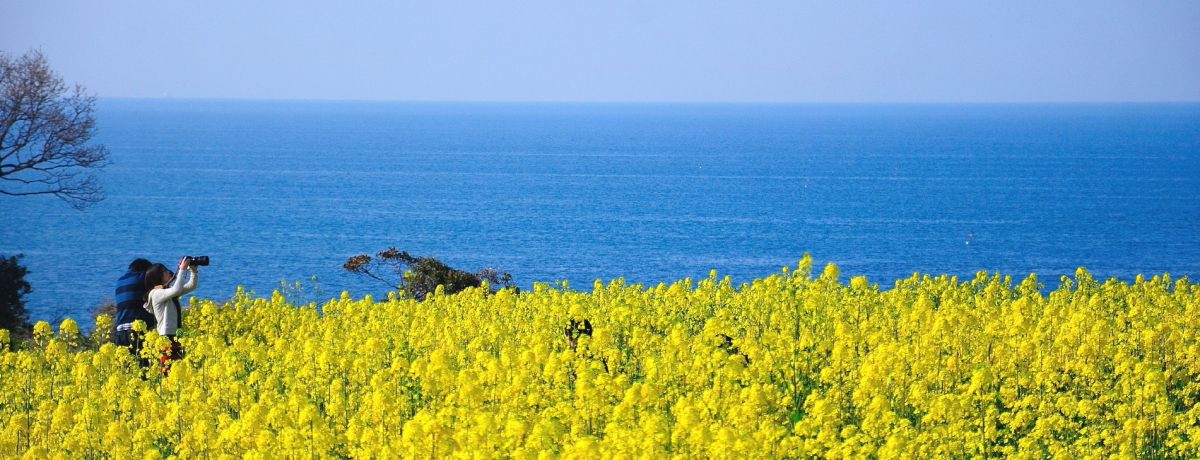 BőK2000{̍؂̉ԔIu@][gLvv