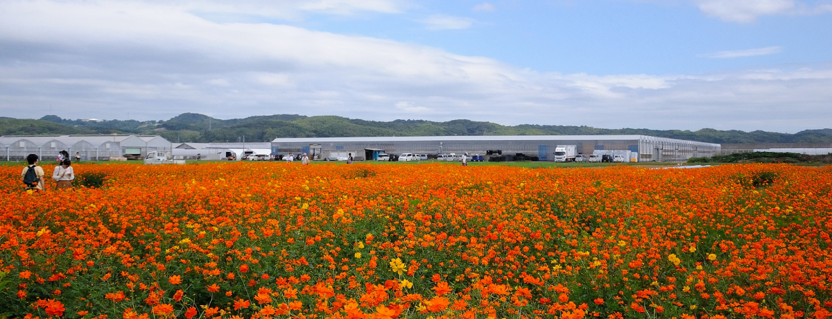 ܂ɁuԂ̊CvI RE{ő勉̃VXe_ōLȉԔ𖞋i