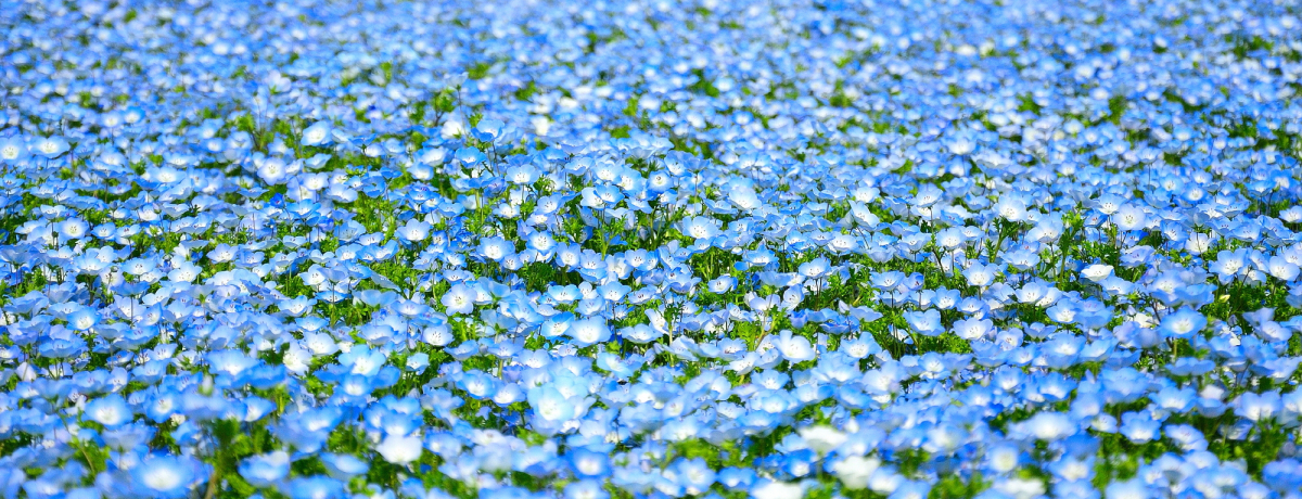 ltBO~͋Bły߂!! uC̒Clv