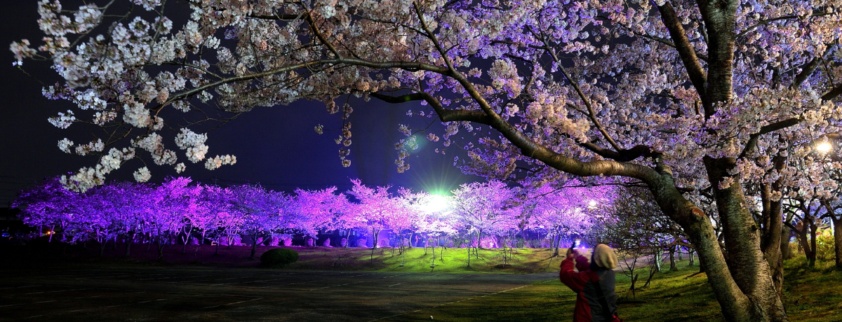 �ɏ�̖�������\�I�R���������烉�C�g�A�b�v�������߂R�I