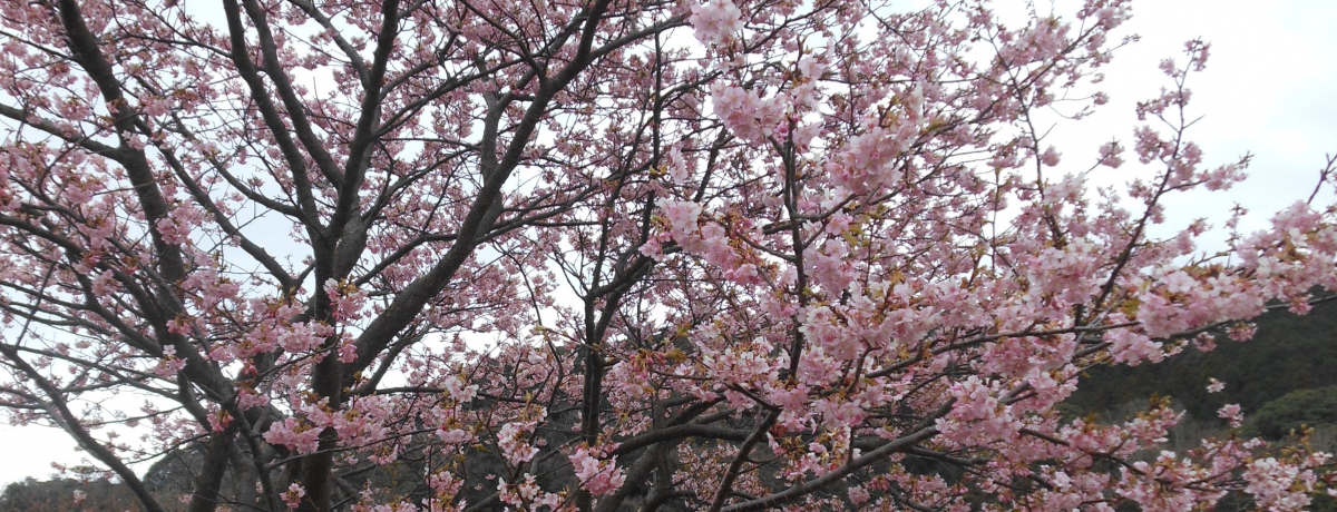 ꑫɓ֏t}ɏo܂񂩁Hu݂Ȃ݂̍ƍ؂̉Ԃ܂v