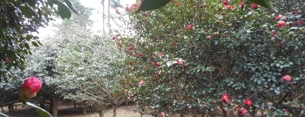 ɓIRUOx̐iƂPOOOSOOO{̒ւ炭uRv`ɓs