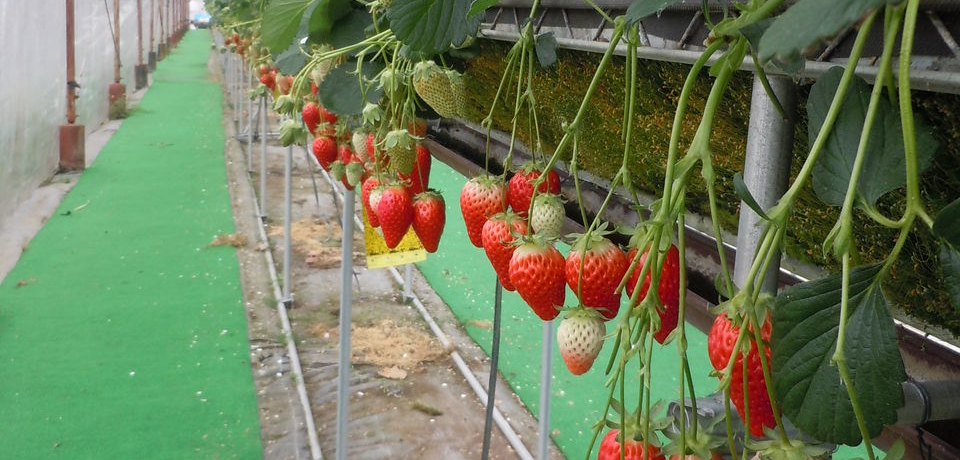 �{�̂������𖡂킢�܂��񂩁H�ɓ��������������Z���^�[�`�ɓ��̍��s�`